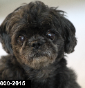 Gidget. 2000-2015